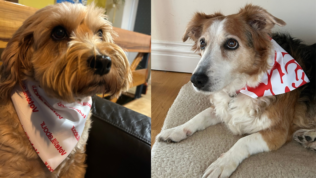 Dog bandanas